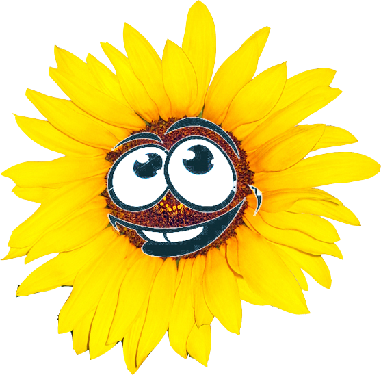 (c) Sonnenblume-hieronymus.de
